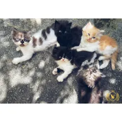 A pile of kittens is a pile of happiness. Here's a look at the wonderful variety from one of our recent litters, including bicolor, solid black, calico, and ginger kittens, all healthy and ready for mischief.