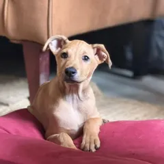 Look at this face. This is Loki, a two month old pup who is a bundle of pure joy. This is why we say adopt, don't shop. You can't buy this kind of happiness, but you can give it a home.