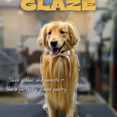 This Golden Retriever's coat is smooth and sleek, just like a 'Butter Glaze' pastry. We use quality conditioners to ensure long-haired breeds have a healthy, manageable, and beautiful coat.