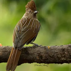 A full-body shot of the Striated Laughingthrush, showing its posture and the fine white streaks that give it its name. My Himalayan workshops focus on capturing such details that help in bird identification.