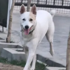A happy guest enjoying a stroll in our pet-friendly vacation house environment. We provide a true home-away-from-home experience where pets can move around freely and feel relaxed.