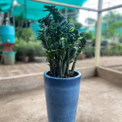 The ZZ plant is another excellent choice for beginners as it thrives on neglect. This one is potted in a tall, blue ceramic planter, making it a stylish floor plant for any room.