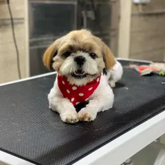 This little Shih Tzu is so happy after we safely removed his painful matted fur. For me, your dog's comfort and health always come first.