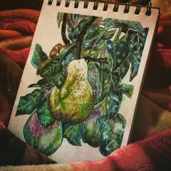 A watercolour study of pears on a branch, painted in my sketchbook to practice colour and form.