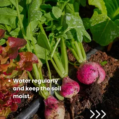 A close-up of freshly harvested radishes. To get a successful crop like this, remember to water them regularly and keep the soil consistently moist but not waterlogged.