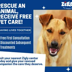 Another look at our initiative to support pet rescue. Bring your newly rescued companion to any Zigly center to give them the professional medical care and attention they deserve.