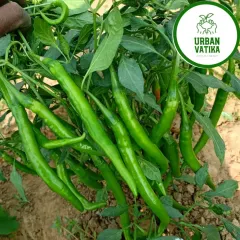 Fresh green chillies growing abundantly on a healthy plant. I provide robust saplings that yield plentifully, perfect for adding a spicy kick to your home-cooked meals.