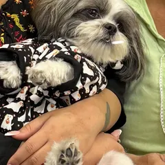 Koko getting some well-deserved cuddles after his journey. Traveling can be tiring, and comfort from family is the best remedy.