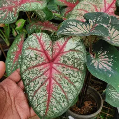 This is the Heart of Jesus plant, also known as Caladium. Its stunning, paper-thin leaves with vibrant patterns make it a true statement piece for any indoor plant collection.