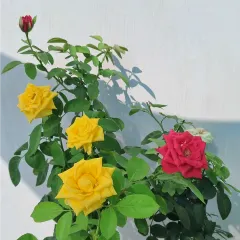 The amazing result of grafting. This single plant is producing both vibrant yellow and deep red roses.