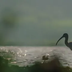 A similar silhouette of the Ibis, this time with a softer, mistier background, giving the image a tranquil and painterly feel.