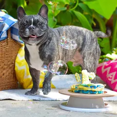 An outdoor birthday picnic is a wonderful way to celebrate. Dobby the Frenchie is having the best time with his birthday cake and bubbles in a lush garden setting.