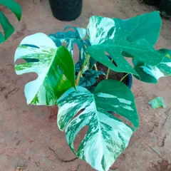 Another one of our Variegated Monsteras, highlighting the unique patterns that make each leaf a work of art. We can help you find the perfect specimen for your collection.