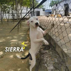 This is Sierra now, happy and healthy. After months of good food, regular treatments, and loving care, she and her brother Jax have completely transformed.