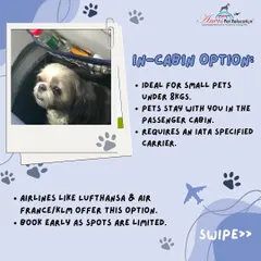 Our In-Cabin Option is ideal for small pets under 8kgs. Your pet stays with you in the passenger cabin in an IATA-specified carrier. Spots are limited, so we recommend booking early with airlines like Lufthansa or Air France/KLM.
