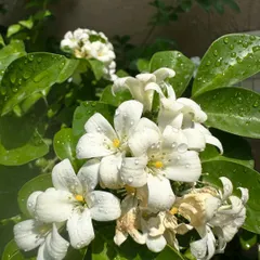 The morning sun on these Madukamini flowers. Their sweet fragrance can fill a room, making them a wonderful addition to any home garden or balcony.