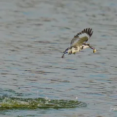 A Pied Kingfisher emerges victorious, water droplets scattering as it takes flight with its catch. This action shot, frozen in time, is a testament to patience and makes for a dynamic wall art piece.