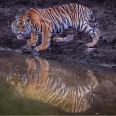 A tiger pauses for a drink at a waterhole in Satpura Tiger Reserve, its reflection staring back with equal intensity. This shot captures the duality of its nature: the physical presence and its powerful, almost mythical, spirit.