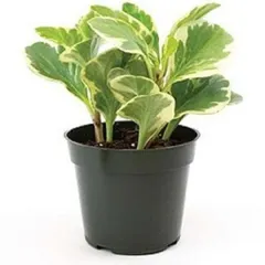 A variegated Peperomia plant with attractive green and cream leaves. This compact plant is perfect for desks and shelves, and it thrives in bright, indirect light.