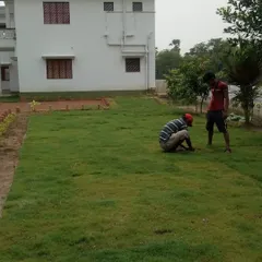 Our team carefully laying down sections of natural carpet grass. This method ensures a dense, even lawn from day one.