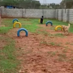 Two friends enjoying a beautiful day in our 2,800 sq ft off-leash play area. We provide a safe, supervised space for dogs to socialize, form their own gangs, and just be dogs.