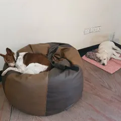Comfort is key in my home. Your dog can choose their perfect nap spot, whether it's a plush bean bag like Flash the Indie pup, or a cool spot on the floor like Boomer. It's all about making them feel safe, relaxed, and part of the family.