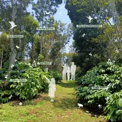 A conceptual image for our Sakleshpur project, illustrating the existing biodiversity. We identified native species like Coffee Arabica, Piper Nigrum (pepper), and Ficus Racemosa to ensure our design works in harmony with the local ecosystem.
