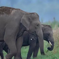 A herd of elephants with a calf. The social dynamics and protective nature of the herd are fascinating to observe and photograph.