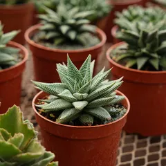 A young Haworthia, also known as a Zebra Plant, in a nursery pot. Its striking white stripes and compact rosette form make it a popular and easy-care succulent for indoor collections.