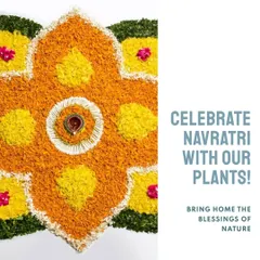 During Navratri, bring home the blessings of nature with our Vastu-approved plants. Gifting a plant during this auspicious time is a beautiful way to share wishes for happiness and new beginnings.