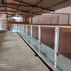 Looking down the line of our extensive kennel facility. The sheer number and size of the units highlight our capacity to care for many dogs without ever feeling cramped.