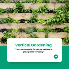A perfect example of vertical gardening in action. By using walls or fences, we can create a living tapestry of plants, which is both a space-saving solution and a beautiful design element for any urban home.