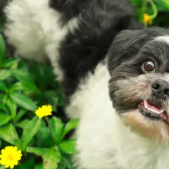 That look could melt any heart. This close-up of a charming Shih Tzu amidst green leaves and yellow flowers captures a moment of pure sweetness and curiosity. It is these expressive faces that we love to photograph.