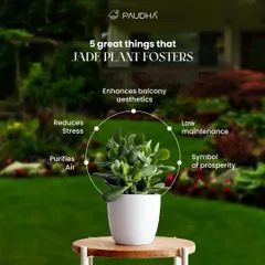 The Jade Plant is a powerhouse. This graphic highlights five great things it fosters: it enhances balcony aesthetics, is low maintenance, is a symbol of prosperity, purifies the air, and reduces stress.