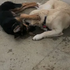 Gentle wrestling and mouth-play between a German Shepherd and a Golden Retriever. This kind of interaction teaches bite inhibition and respectful play.
