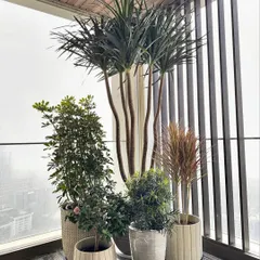 This is how I transform a simple city balcony into a lush, green escape. By clustering plants of different heights and textures, like this towering Dracaena Draco and flowering shrubs, I create a dynamic and layered look.