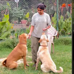 Building trust through positive reinforcement. We take the time to understand each dog's comfort level and work with them individually to ensure they feel secure.