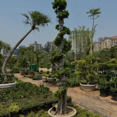 Here is a spiral-shaped Ficus bonsai, another one of our unique designs. These are excellent for placing next to pillars or in a design where you want some height and structure.
