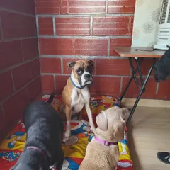 This Boxer is learning about personal space from the other dogs in the pack. Group settings like this provide constant, natural learning opportunities for social etiquette that are difficult to replicate in one-on-one training.