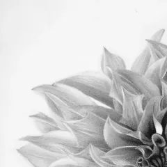 A detail shot of the outer petals, highlighting the soft, gradual shading.