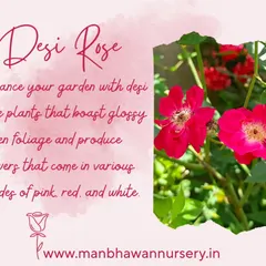 Enhance your garden with our Desi Rose plants. They boast glossy green foliage and produce beautiful flowers in various shades of pink, red, and white, bringing a traditional touch to your garden.