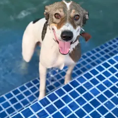 Nothing beats the pure joy of a cool swim on a warm day. Our pet swimming pool is a favorite spot for our guests to splash, play, and cool off in a safe and clean environment. Look at that happy face. This is what a perfect day out looks like.