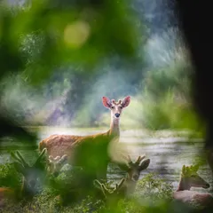 A herd of deer, framed through the leaves, creates a dreamy, atmospheric scene. This is what wildlife looks like: serene and perfectly in its element.