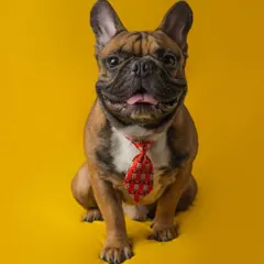 Personality just pops with a splash of color. This dapper French Bulldog, complete with a smart red tie, shows off his playful and charming character against a vibrant yellow background.