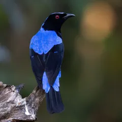 The Asian Fairy-bluebird, photographed in the beautiful forests of Thattekad, Kerala. The male's brilliant blue upperparts make it a truly striking subject.