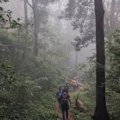 Our group trekking in a single file through the misty and mysterious Shola forests of Kumaraparvatha. This part of the trail is as beautiful as it is challenging.
