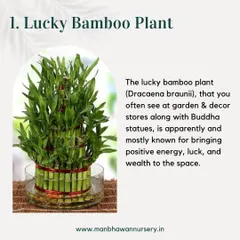 The Lucky Bamboo plant is widely known for bringing positive energy, luck, and wealth. It's often seen in homes and decor stores and is a perfect, easy-care Vastu plant.