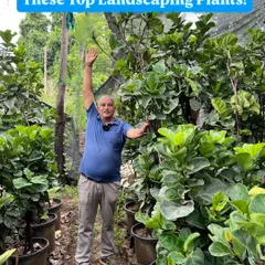 The Fiddle Leaf Fig is a very popular luxury plant. Many people look for large sizes, and I have them right up to 8 or 10 feet tall. These are healthy, full plants ready to transform your indoor or outdoor space.