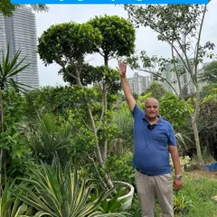 This is an example of a topiary Ficus tree, perfectly shaped to add an element of design to your garden. I stand next to it so you can get a real sense of the scale of plants I work with.