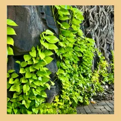 A natural green wall created with Money Plant climbers against a rock facade. This is a low-maintenance and sustainable alternative to conventional plastic pocket systems for vertical gardens.